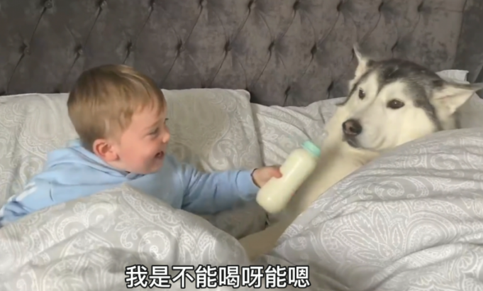 小主人赶跑了父亲,却要二哈哄它睡,还跟狗子共享牛乳喝