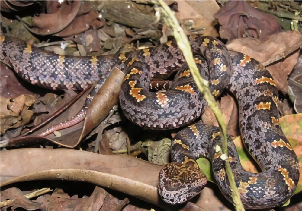 圆斑蝰身份信息