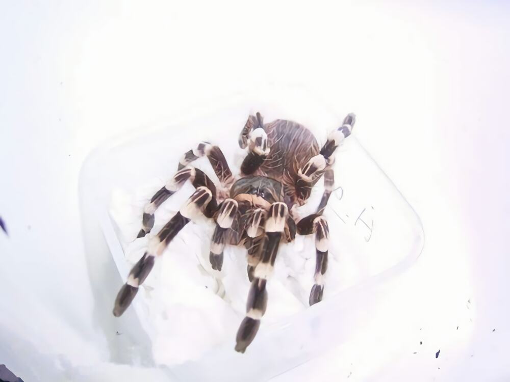 巴西白膝头身份信息