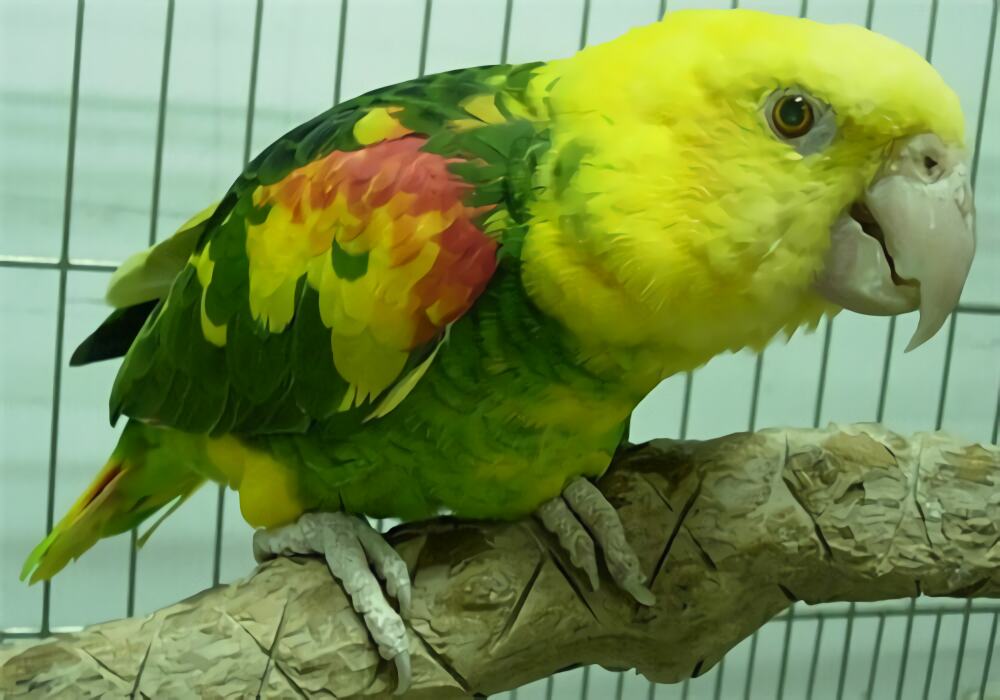 双黄头亚马逊鹦鹉身份信息