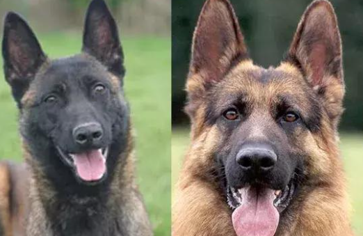 “上海警察上门抓德牧”成事件:警犬军犬的谣言为何大行其道?