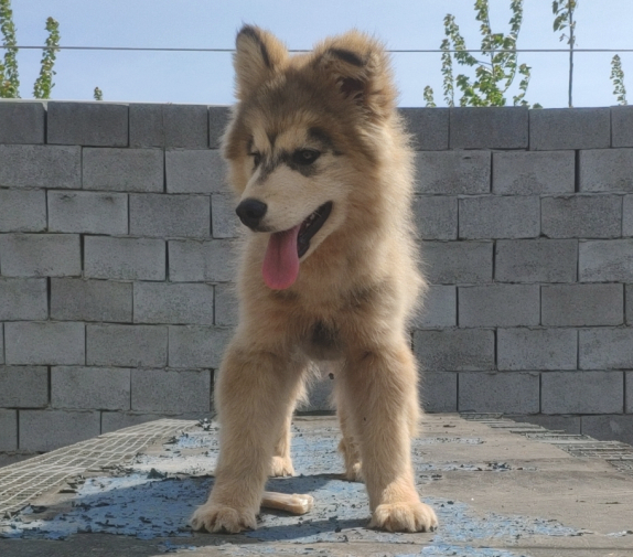 阿拉斯加犬见到主人给了块骨头,它回来看过一眼,立即踢飞了