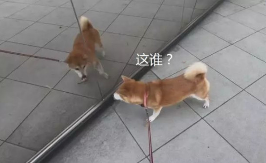 柴犬照镜子后开始不得劲了,还和自身发生争执:里边的家伙快出来!