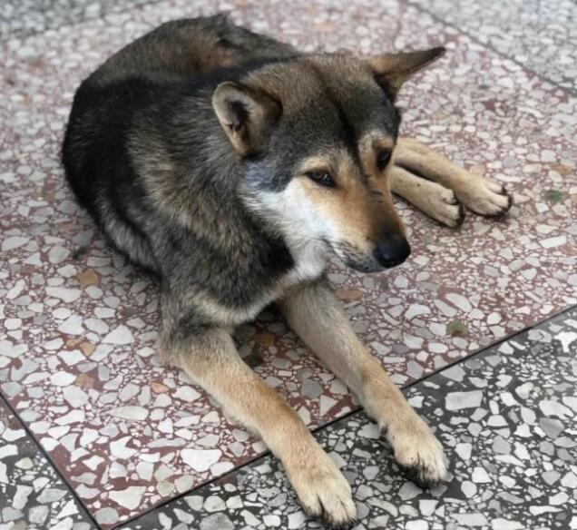 中华田园犬那么优秀,养的人依旧不多