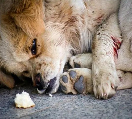 路上捡到1只流浪狗,带回家之后,却很惊讶!