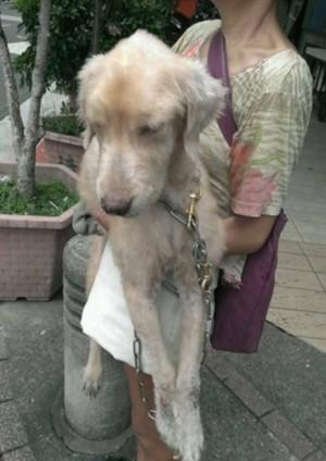 金毛犬主人全家只吃素食,竟要求金毛也吃素,最终竟被饿死!
