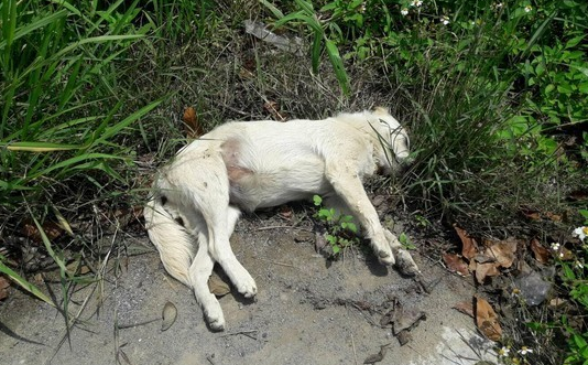 狗妈妈刚生完小狗崽就被毒死 遗留未开眼6只幼犬