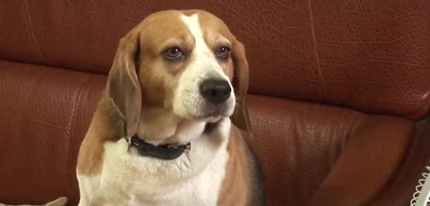 比格犬碰了小猫崽,被猫妈妈一天打八次