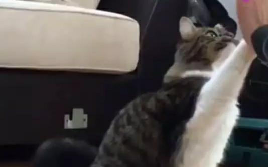 一只猫被一只二哈养大,但猫觉得自己是只狗