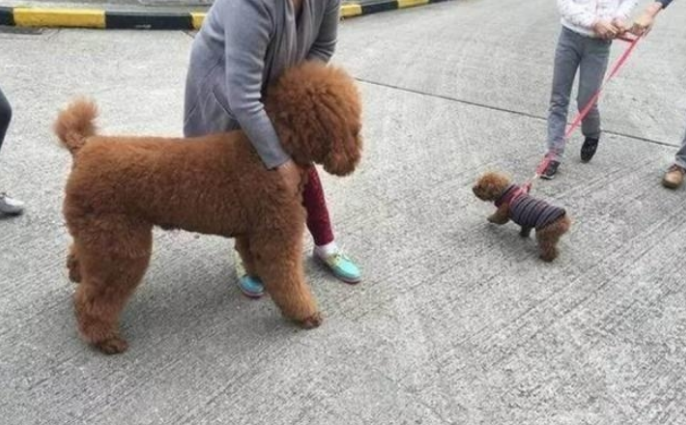 泰迪犬大街上乱认亲朋好友,铲屎官拉都拉不了,场景真是太逗