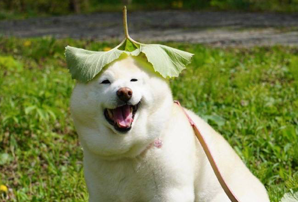 主人在柴犬头顶放了片大叶子,它逐渐小表情庄重,之后高兴得太璀璨了