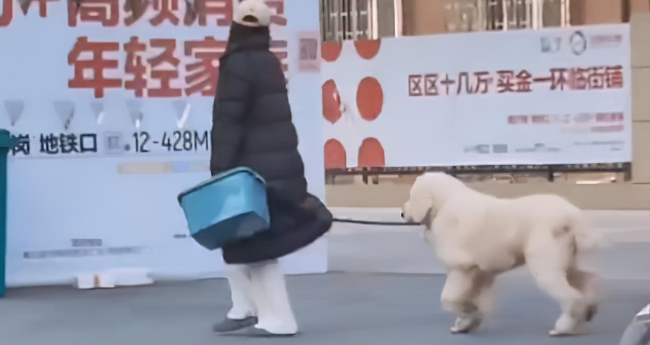 河南狗子和主人闹脾气,赖在门口半天拽不回家,过路男子搞笑解说