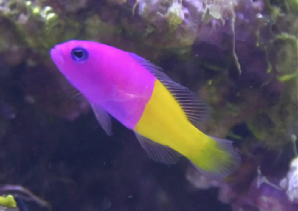 双色草莓鱼身份信息