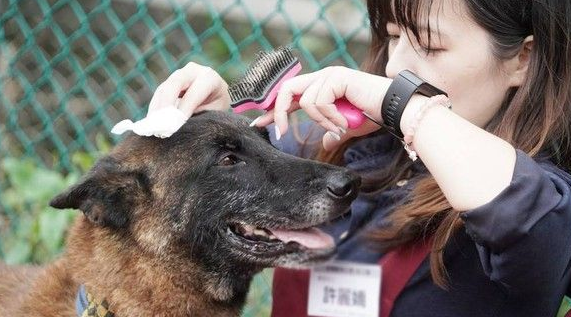 亲人狼犬遭弃养在收容所 就算受伤仍然非常爱撒