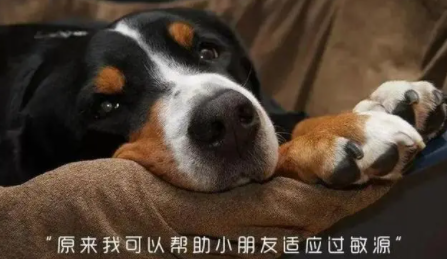 主人生娃狗受罪,把养了11年的大金毛赶出家,不给吃喝太绝情