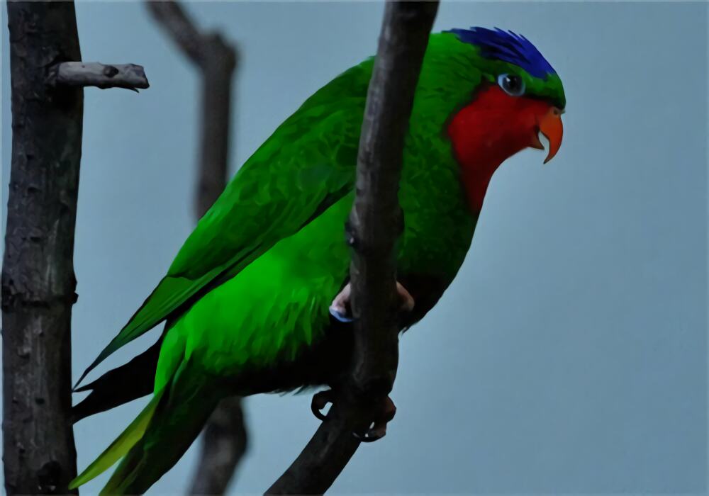 蓝冠吸蜜鹦鹉身份信息