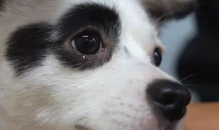 狗狗明明知错了但就是不改!想让它听话,诀窍在于给选择