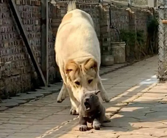 长得像猫的狗,仗着外形嘚瑟,直到遇上大哥