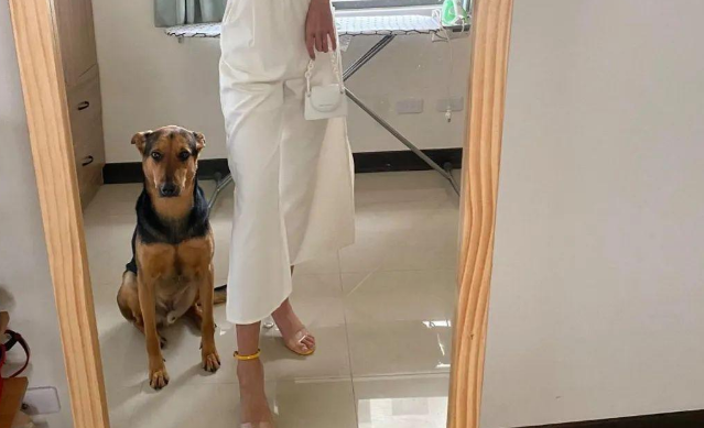 女子夜间在公园遛狗,却和爱犬走失,它却认路自己搭电梯回家