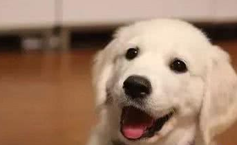 狗狗不懂礼貌怎么办?教你训练狗狗懂礼貌