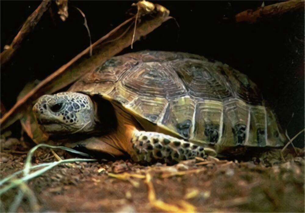 墨西哥地鼠龟身份信息