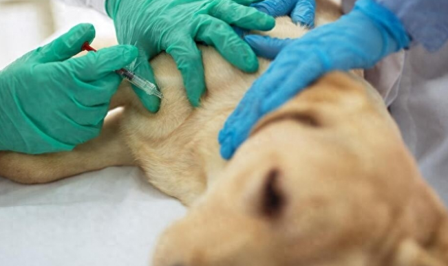 "从友善到凶恶,狗狗攻击事件:女子抚摸白色松狮犬遭袭击"