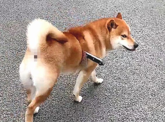 柴犬手上插着把刀流着血,路人想来援助
