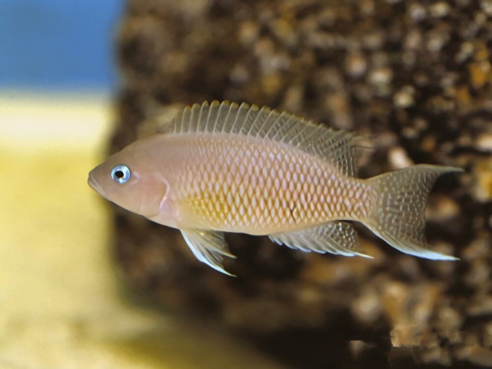 斑尾凤凰身份信息