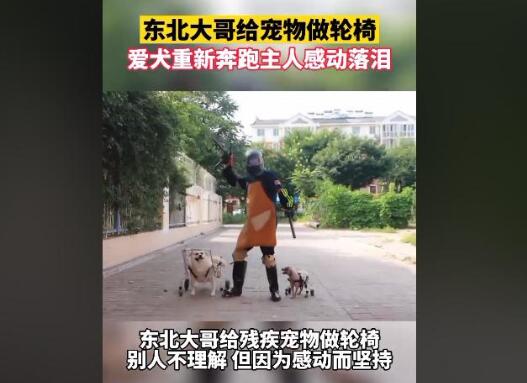 东北大哥给残疾狗做轮椅,爱犬带着专车奔跑,主人感动落泪