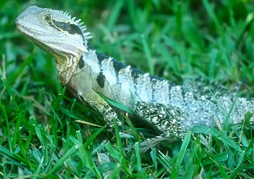 澳洲水龙身份信息