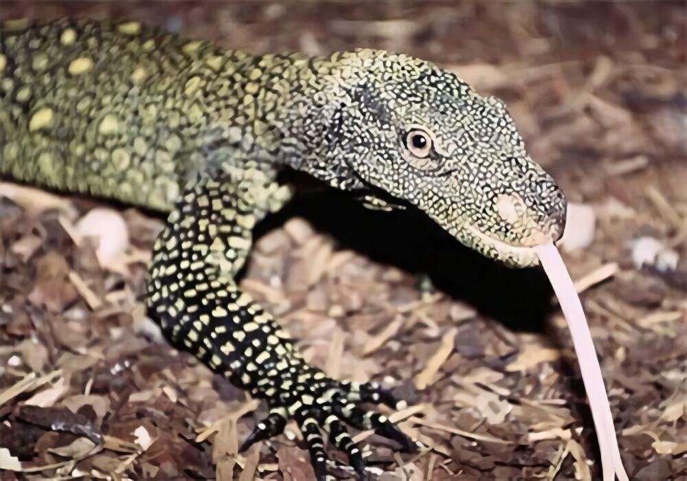 萨氏巨蜥身份信息