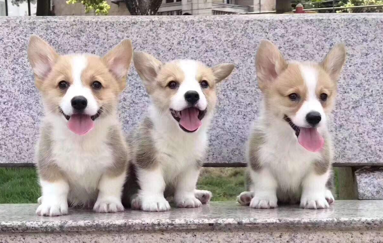 武汉女子卢孝林被宠物狗逼到跳楼，你知道真相吗？