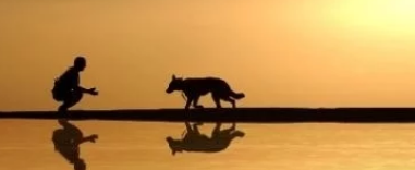世界五大“忠犬八公”:20岁的拉布拉多拒绝离开去世的主人