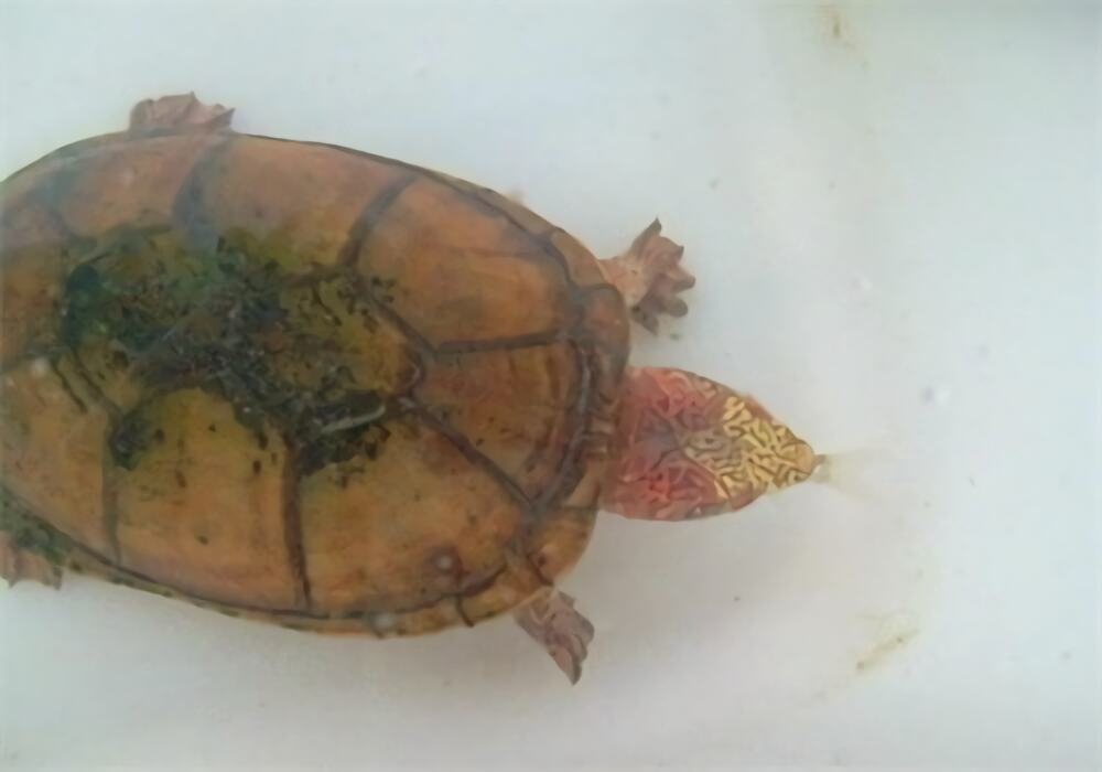 斑纹泥龟身份信息