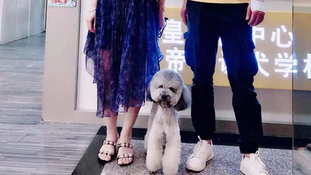 贵宾犬出现分离焦虑,广州专业训犬学校通过什么方法训练纠正