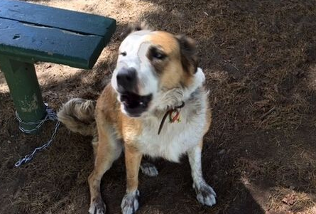 昆省宠物狗狗失散九年后 重新与主人团聚