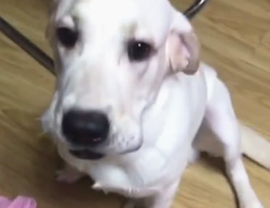 狗狗偷食披萨被抓包,主人一句话,狗狗吓得立刻呕吐出去