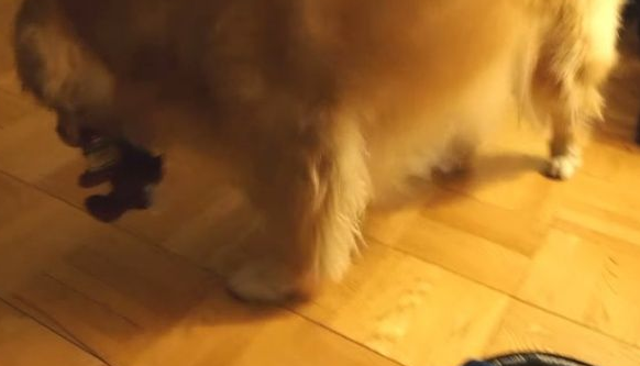 超现实黄金猎犬 主人回家热情迎接后要拿礼物