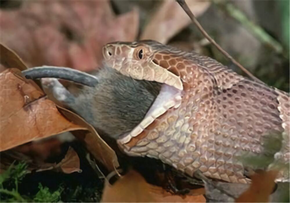 东方虎蛇身份信息