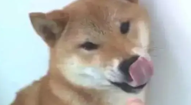 柴犬对铲屎官龇牙咧嘴,主人反手就是一巴掌