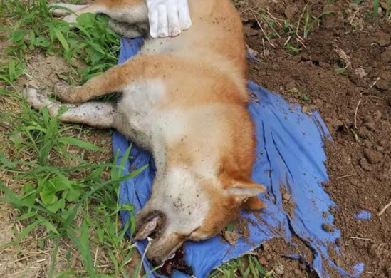 北京一小区多只宠物狗接连死亡,业主疑有人投毒