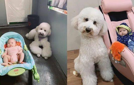 拥有新主人家后,狗子尤其高兴,可2年后...