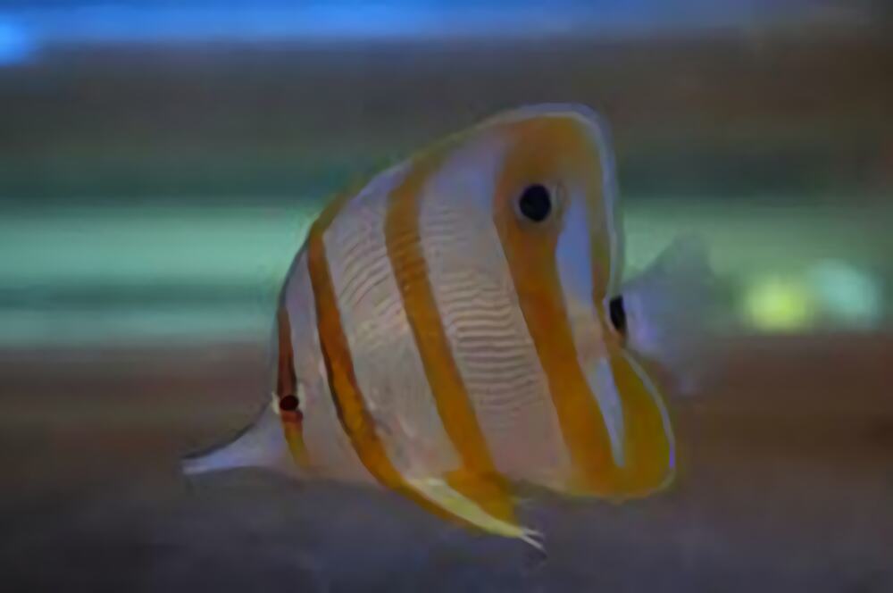 铁嘴鱼身份信息