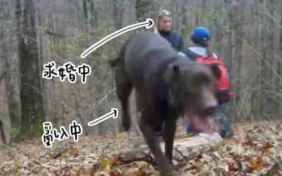 主人下跪求婚时 狗狗竟然爆笑乱入抢镜