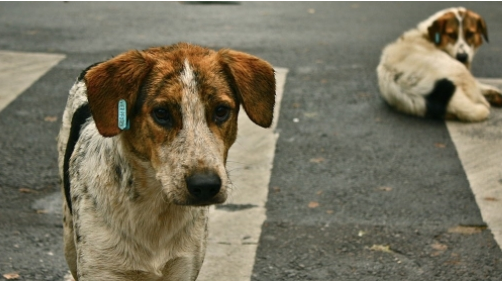 狗狗彻夜未归,被发现时中100多个BB弹,主人心都碎了!
