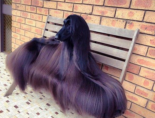最美阿富汗猎犬 | 世界最漂亮的狗?发如黑瀑,阿富汗猎犬,网络爆红
