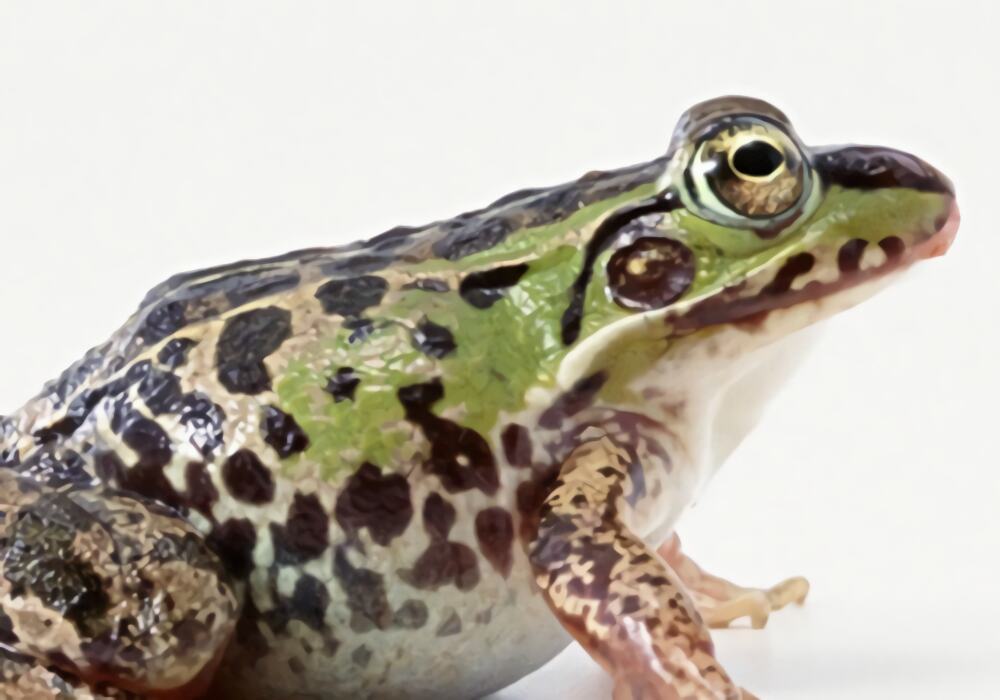 猪鸣蛙身份信息