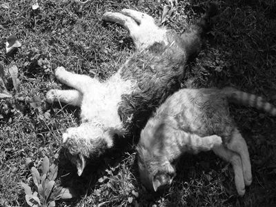 紧急求助!三百只流浪猫狗已经断粮,一起帮帮它们吧!