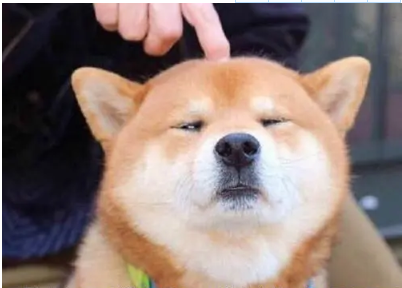狗狗怀孕能和猫一起养 | 狗狗我们欠你一个公道!聊聊怀孕了到底能不能养猫狗