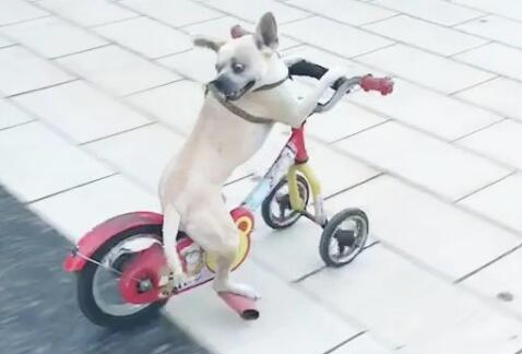 狗狗在城市广场踩单车,踩更新姿态,差一点要交通事故!